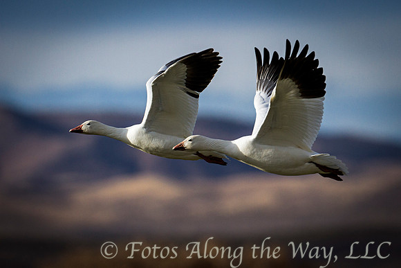 Two Snow Geese in Flight (New Mexico)