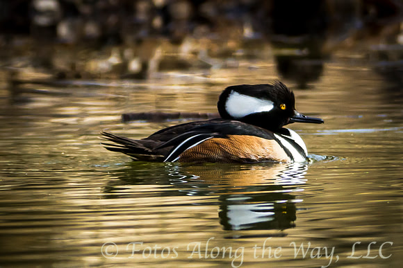 Hooded Merganser Swimming (Arizona)