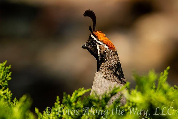 Gambel's Quail Sentry (Arizona)