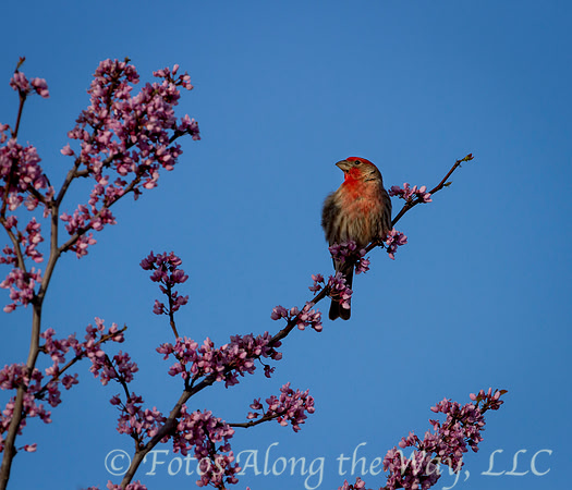 Male House Finch in Springtime (Arizona)