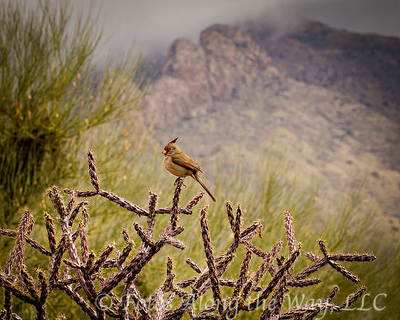 Pyrrhuloxia on Purple Buckhorn Cholla (Arizona)
