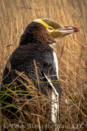 Yellow-eyed Penguin (New Zealand)