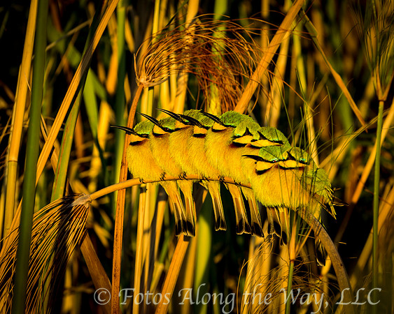 Little Bee-eaters in A Row (Botswana)