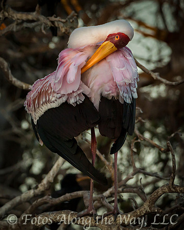 Yellow-billed Stork Preening (Botswana)