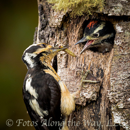 Hairy Woodpecker Feeding Chick (Costa Rica)