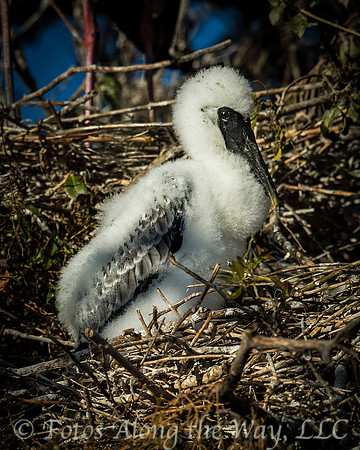 Yellow-billed Stork Chick (Botswana)