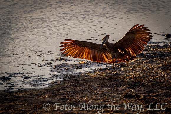 Hamerkop Landing (Kenya)