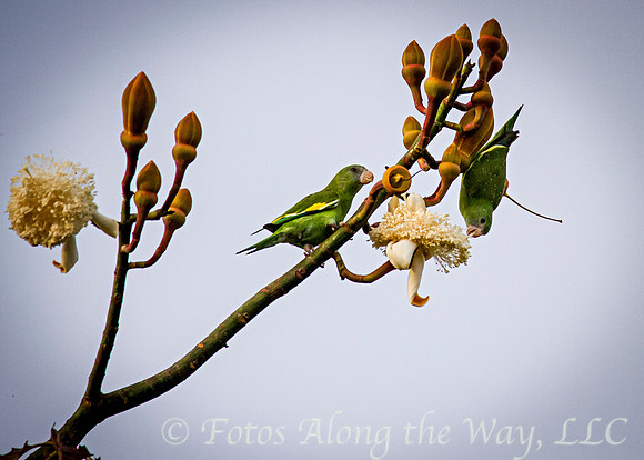 Canary-winged Parrots (Amazonia, Brazil)