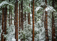 Snow & Ice Collection