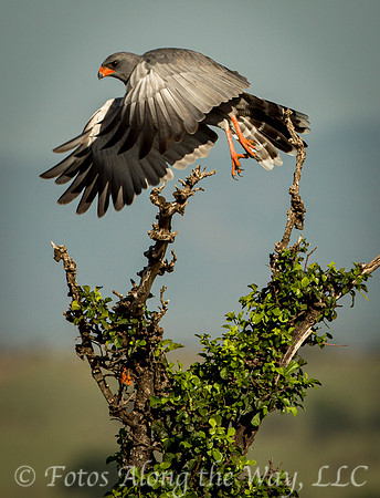 Dark Chanting Goshawk Taking Off (Kenya)