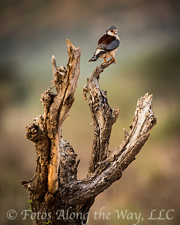 Pygmy Falcon Perched (Kenya)