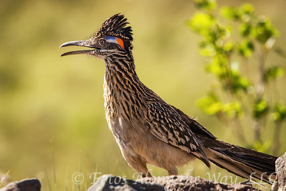 Roadrunner Profile (Arizona)