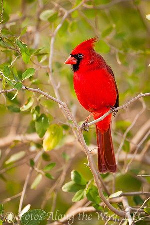 Cardinal Perched (Texas)