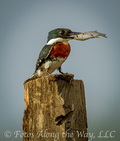 Green Kingfisher with Fish (Costa Rica)