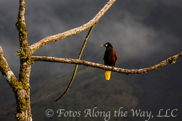 Oropendola below Volcano (Costa Rica)