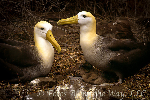 Waved Albatross Family (Galapagos)