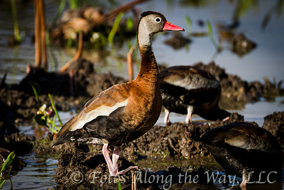 Black-bellied Whistling Duck (Texas)