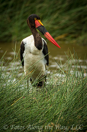 Saddle-billed Stork (Tanzania)