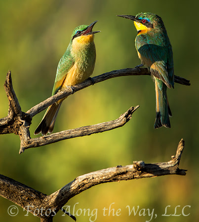Two Perched Little Bee-eaters (Kenya)