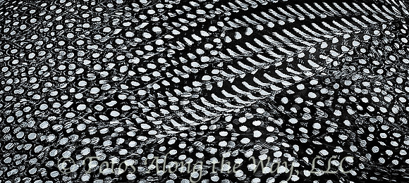 Guineafowl Feathers (Botswana)