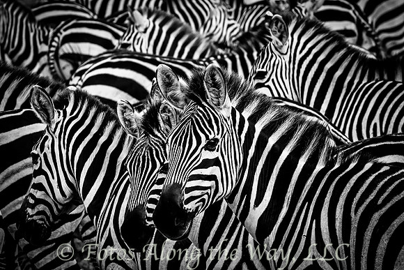Serengeti Stripes (Tanzania)