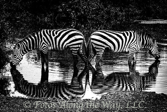 Zebra Symmetry (Tanzania)