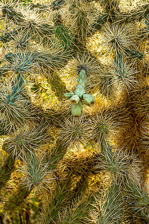 Cactus Thorns (Arizona)