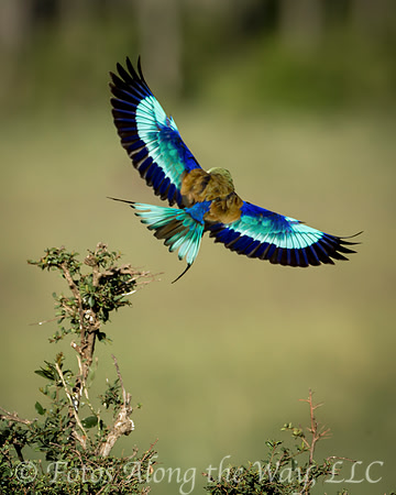 Lilac-breasted Roller in Flight (Kenya)