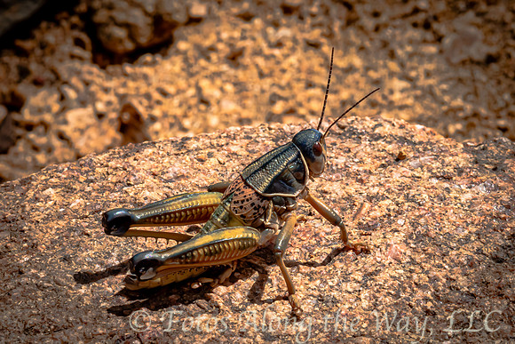 Plains Lubber Grasshopper (Arizona)