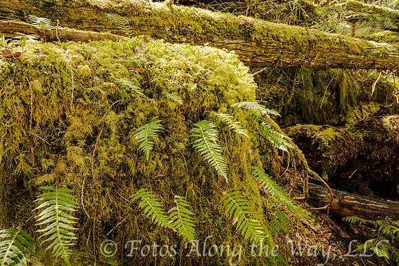 Ferns and Moss (Washington)