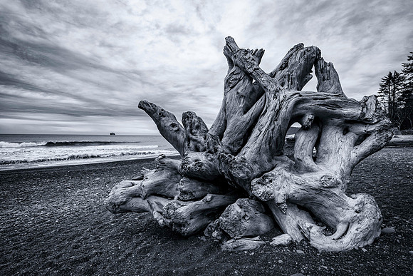 Wood on Rialto Beach (Washington)