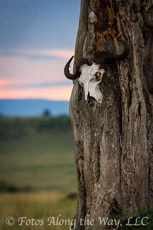Wildebeest Skull on Tree (Kenya)