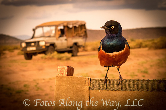 A Starling Welcome (Kenya)
