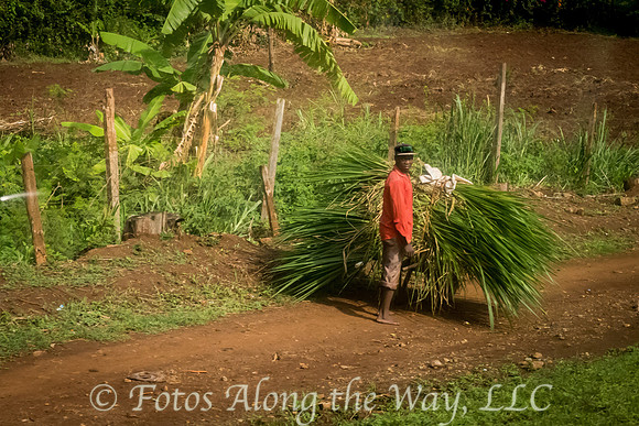 Roadside Farmer (Kenya)