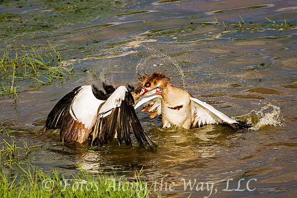 Egyptian Geese Battling in Water (Kenya)