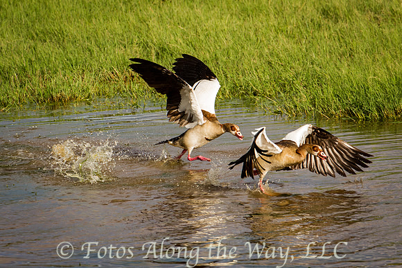 Egyptian Goose Chase (Kenya)