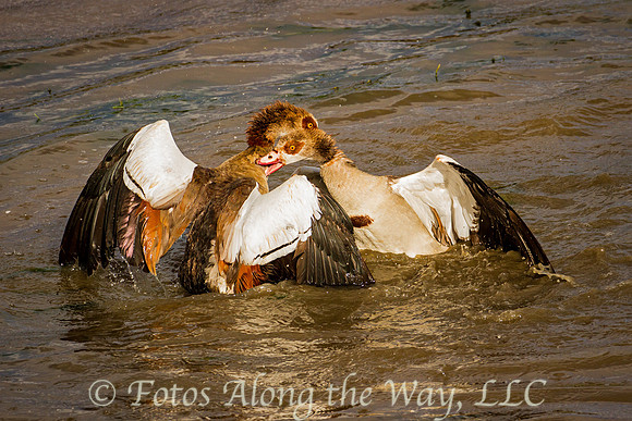 Egyptian Geese Fighting (Kenya)