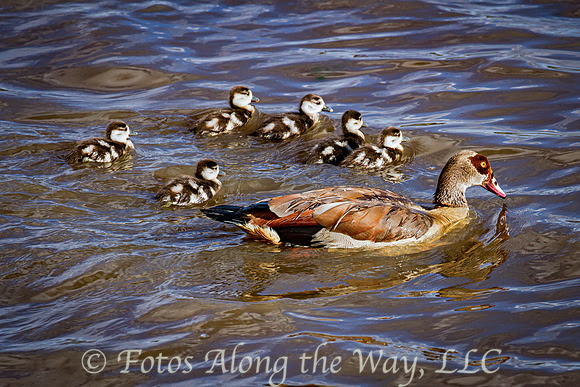 Egyptian Goose with Chicks (Kenya)