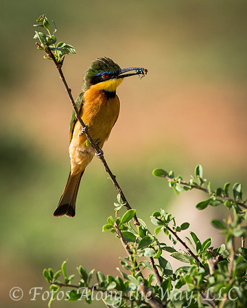 Little Bee-eater with Insect (Kenya)