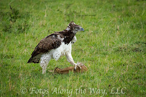 Martial Eagle with Fawn Prey (Kenya)