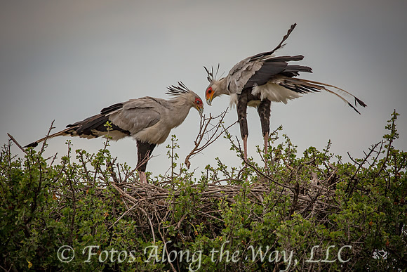 Secretary Birds Building Nest (Kenya)