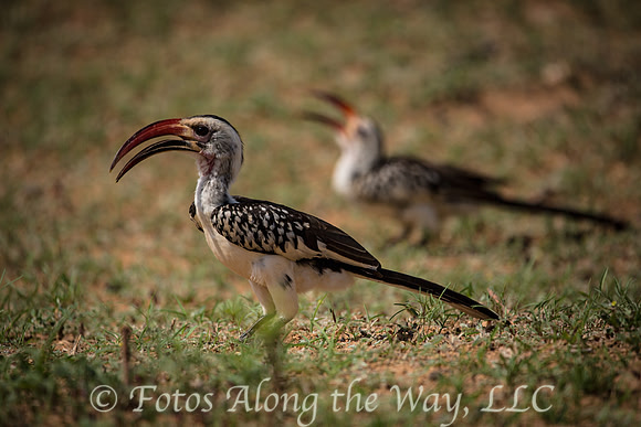 Red-billed Hornbills (Kenya)