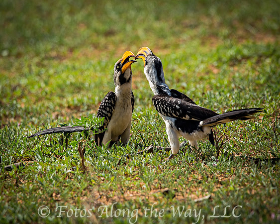 Yellow-billed Hornbills Passing Insect (Kenya)