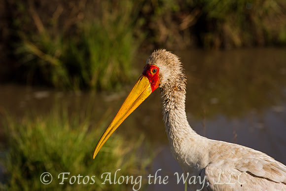 Yellow-billed Stork Profile (Kenya)