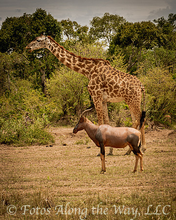Giraffe and Topi Size Comparison (Kenya)