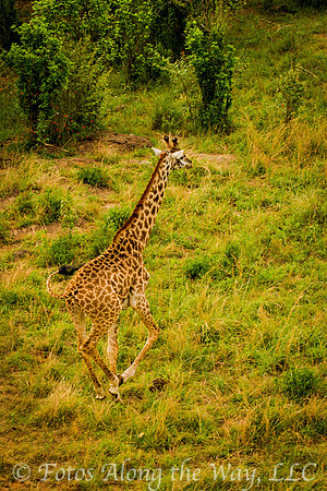 Masai Giraffe Galloping (Kenya)