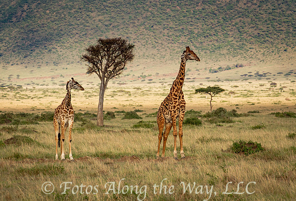 Older & Younger Masai Giraffes (Kenya)