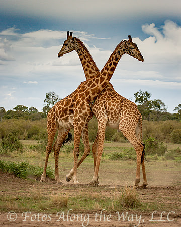 Masai Giraffes Necking (Kenya)
