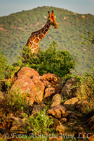 Reticulated Giraffe Eating Acacia (Kenya)