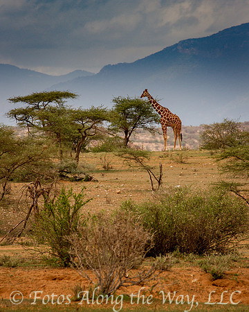 Reticulated Giraffe in Samburu Preserve (Kenya)